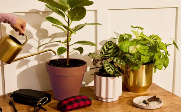 1 Elevating Houseplant Displays with RailScapes The TikTok Trend Elevating Houseplant Displays with RailScapes: The TikTok Trend