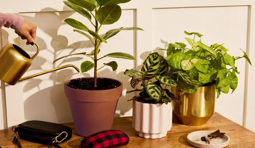 Elevating Houseplant Displays with RailScapes: The TikTok Trend