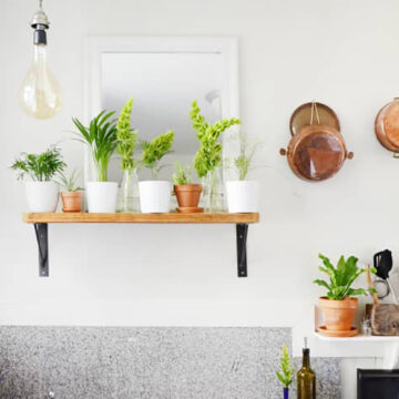 Pet-Friendly Houseplants Creating Harmony Indoors