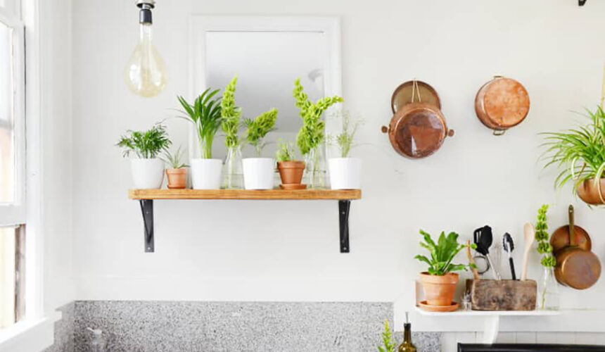 Pet-Friendly Houseplants Creating Harmony Indoors