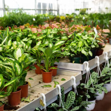 Reviving Sale Rack Houseplants Signs of Hope