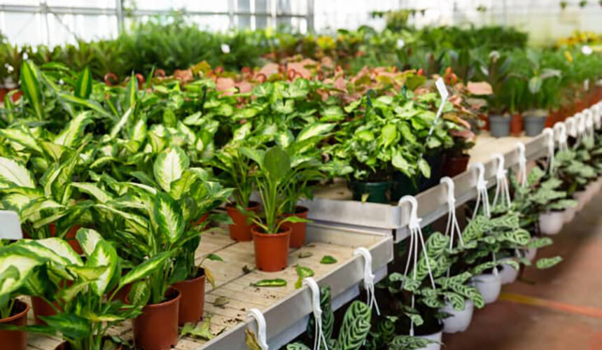 Reviving Sale Rack Houseplants Signs of Hope