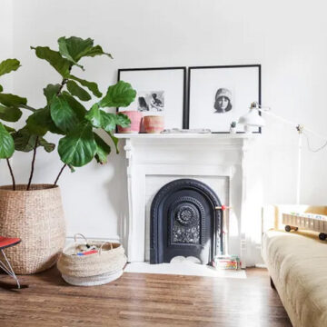 Unlocking the Secret of Difficult Houseplants Surprisingly Manageable Elegance