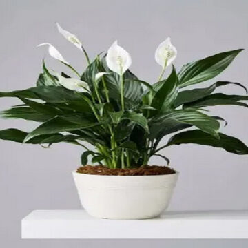 Thriving in Shadows: 5 Resilient Houseplants for Low-Light Apartments