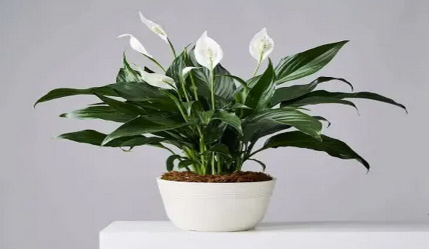 Thriving in Shadows: 5 Resilient Houseplants for Low-Light Apartments