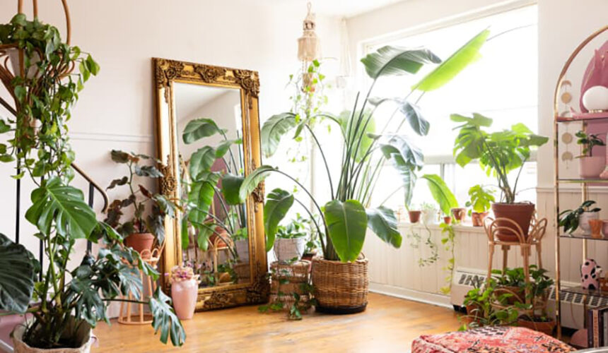 Banishing Fungus Gnats 5 Expert Tips for a Pest-Free Houseplant Haven