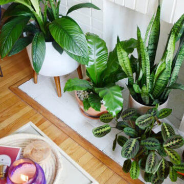 Thirsty Thrivers: 7 Houseplants That Embrace Overwatering