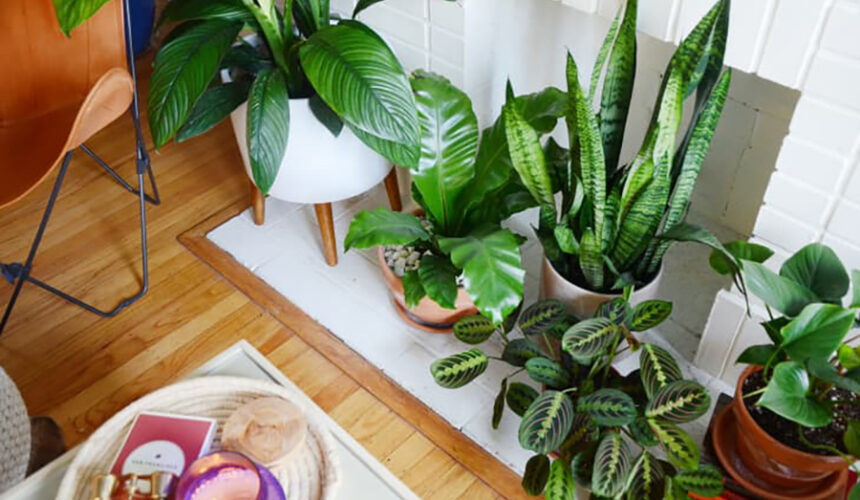 Thirsty Thrivers: 7 Houseplants That Embrace Overwatering