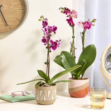 Orchid Mastery: A Guide to Thriving Houseplants