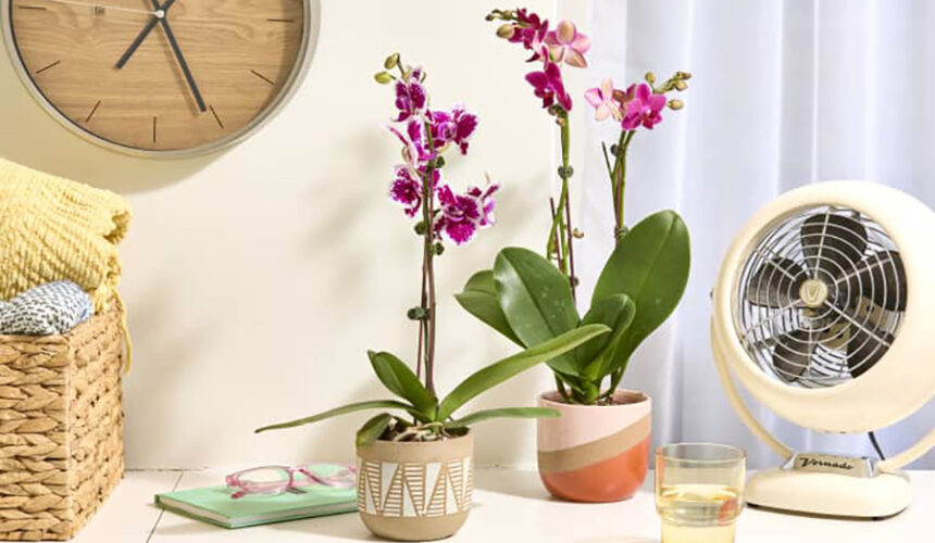 Orchid Mastery: A Guide to Thriving Houseplants