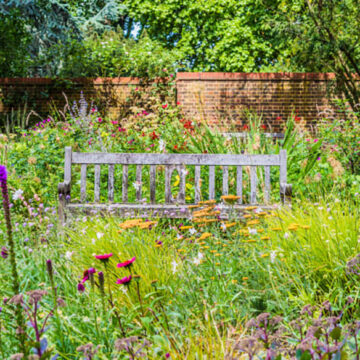 Cultivating a Wildflower Wonderland: Essential Tips for Your Lawn Transformation