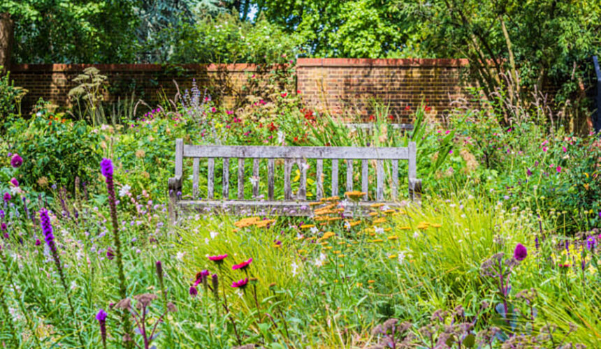 Cultivating a Wildflower Wonderland: Essential Tips for Your Lawn Transformation