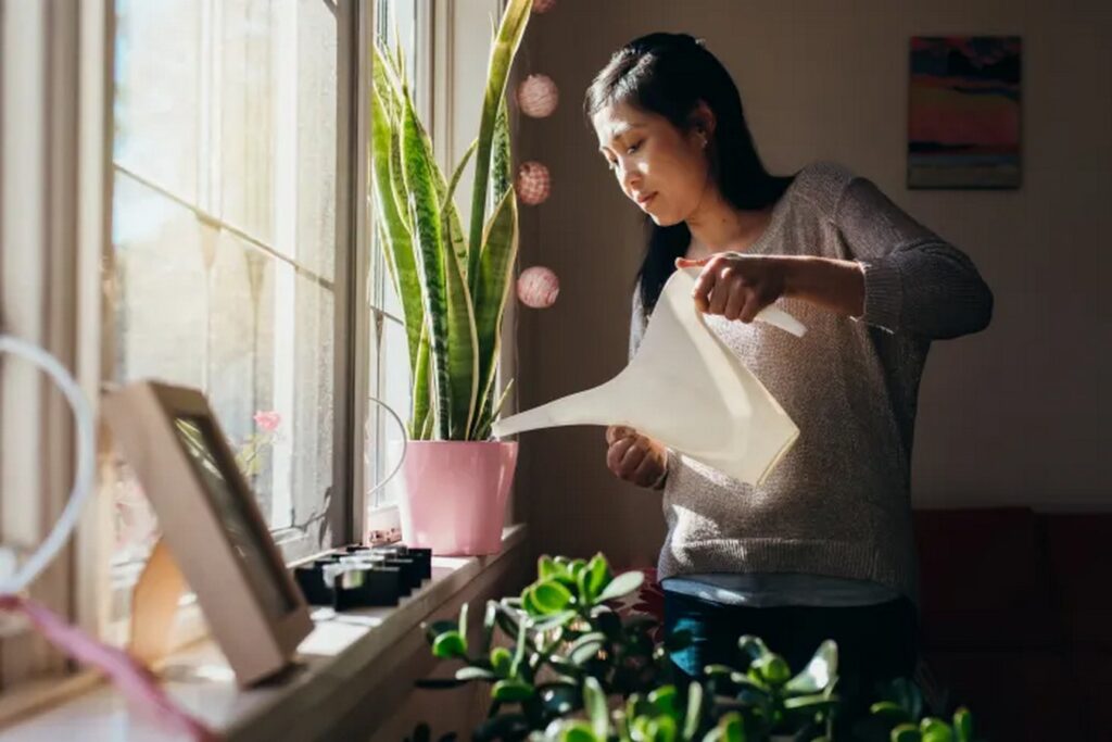 Banishing Fungus Gnats: 5 Expert Tips for a Pest-Free Houseplant Haven-Sheet3