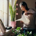 Banishing Fungus Gnats: 5 Expert Tips for a Pest-Free Houseplant Haven-Sheet3