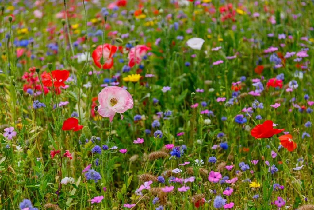 Cultivating a Wildflower Wonderland: Essential Tips for Your Lawn Transformation-Sheet1