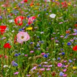 Cultivating a Wildflower Wonderland: Essential Tips for Your Lawn Transformation-Sheet1