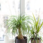 Drought-Tolerant Houseplants: Ideal Choices for the Forgetful Waterer-Sheet1