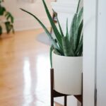 Drought-Tolerant Houseplants: Ideal Choices for the Forgetful Waterer-Sheet3