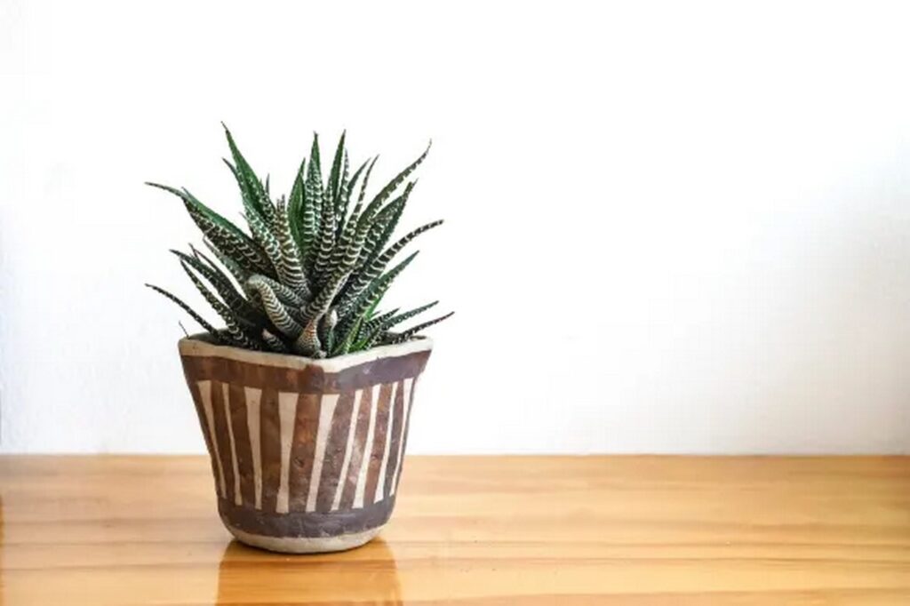 Drought-Tolerant Houseplants: Ideal Choices for the Forgetful Waterer-Sheet6