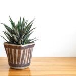 Drought-Tolerant Houseplants: Ideal Choices for the Forgetful Waterer-Sheet6