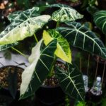 Houseplant Trends 2024: A Shift to Quality and Diversity-Sheet2