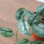 Houseplant Trends 2024: A Shift to Quality and Diversity-Sheet4