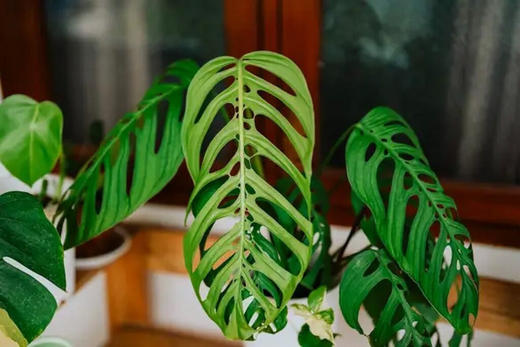 Houseplant Trends 2024: A Shift to Quality and Diversity-Sheet5