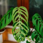 Houseplant Trends 2024: A Shift to Quality and Diversity-Sheet5