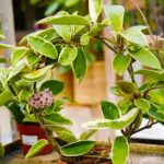 Houseplant Trends 2024: A Shift to Quality and Diversity-Sheet6