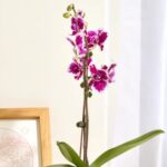 Orchid Mastery: A Guide to Thriving Houseplants-Sheet1