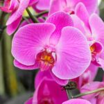 Orchid Mastery: A Guide to Thriving Houseplants-Sheet2