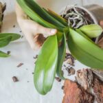 Orchid Mastery: A Guide to Thriving Houseplants-Sheet4