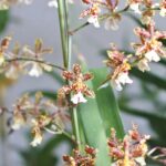 Orchid Mastery: A Guide to Thriving Houseplants-Sheet5