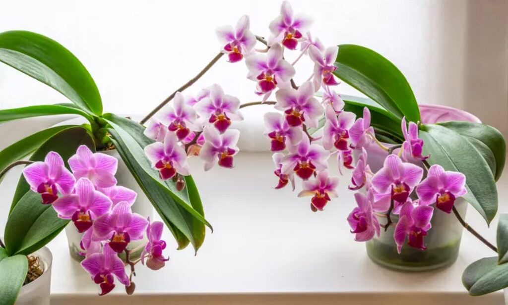 Orchid Mastery: A Guide to Thriving Houseplants-Sheet6