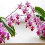 Orchid Mastery: A Guide to Thriving Houseplants-Sheet6