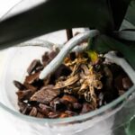 Orchid Mastery: A Guide to Thriving Houseplants-Sheet7