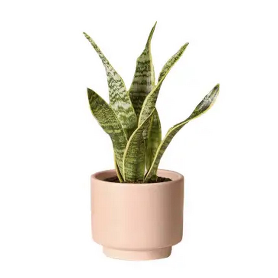 Thriving in Shadows: 5 Resilient Houseplants for Low-Light Apartments-Sheet1