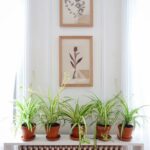 Thriving in Shadows: 5 Resilient Houseplants for Low-Light Apartments-Sheet2