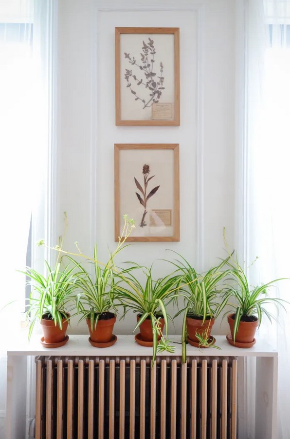 Thriving in Shadows: 5 Resilient Houseplants for Low-Light Apartments-Sheet2