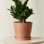 Thriving in Shadows: 5 Resilient Houseplants for Low-Light Apartments-Sheet4