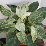 Unlocking the Secret of "Difficult" Houseplants: Surprisingly Manageable Elegance-Sheet1